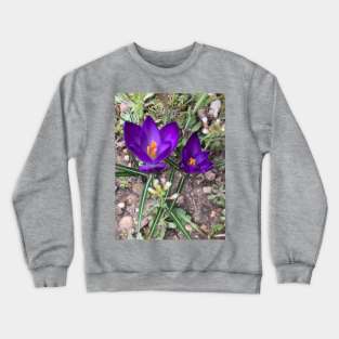 2 Sharp Purple Crocuses Crewneck Sweatshirt